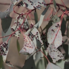 Apiomorpha sp. (genus) at Theodore, ACT - 28 Apr 2021