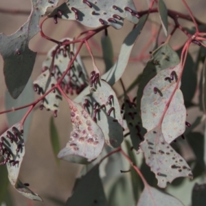 Apiomorpha sp. (genus) at Theodore, ACT - 28 Apr 2021