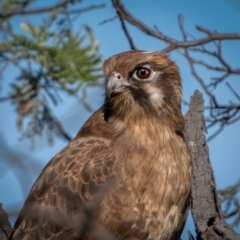 Falco berigora (Brown Falcon) at QPRC LGA - 6 Jun 2021 by trevsci