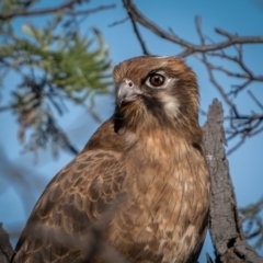 Falco berigora (Brown Falcon) at Currawang, NSW - 6 Jun 2021 by trevsci