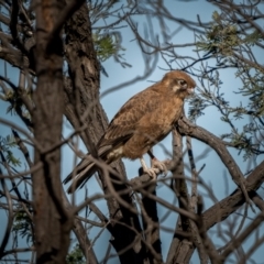 Falco berigora at Currawang, NSW - 6 Jun 2021 01:01 PM