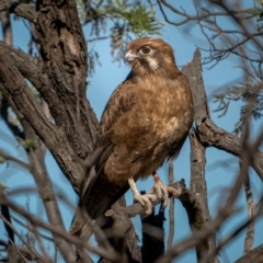 Falco berigora at Currawang, NSW - 6 Jun 2021
