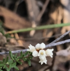 Cryptandra amara (Bitter Cryptandra) at Black Mountain - 31 May 2021 by Tapirlord