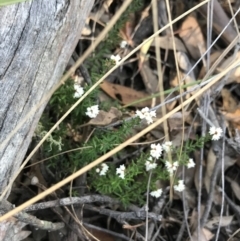 Cryptandra amara at Downer, ACT - 31 May 2021