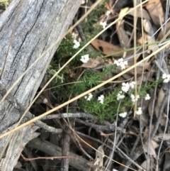 Cryptandra amara at Downer, ACT - 31 May 2021