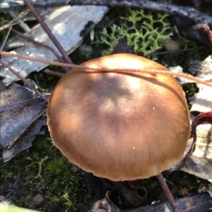 zz agaric (stem; gills not white/cream) at Downer, ACT - 31 May 2021 10:43 AM