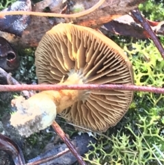 zz agaric (stem; gills not white/cream) at Downer, ACT - 31 May 2021