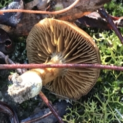 zz agaric (stem; gills not white/cream) at Downer, ACT - 31 May 2021 10:43 AM