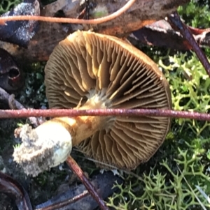 zz agaric (stem; gills not white/cream) at Downer, ACT - 31 May 2021