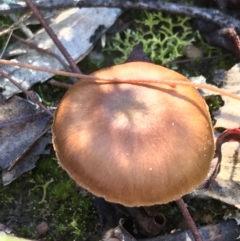 zz agaric (stem; gills not white/cream) at Downer, ACT - 31 May 2021 10:43 AM