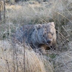 Vombatus ursinus (Common wombat, Bare-nosed Wombat) at Coree, ACT - 8 Jun 2021 by davidcunninghamwildlife