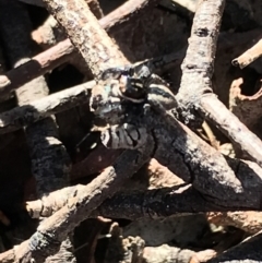 Jotus auripes (Jumping spider) at Black Mountain - 31 May 2021 by Tapirlord