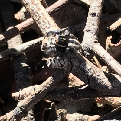 Jotus auripes (Jumping spider) at Black Mountain - 31 May 2021 by Tapirlord