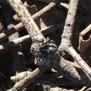 Jotus auripes at Downer, ACT - 31 May 2021 12:40 PM