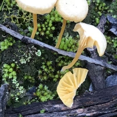 Lichenomphalia chromacea (Yellow Navel) at Point 5204 - 31 May 2021 by Tapirlord