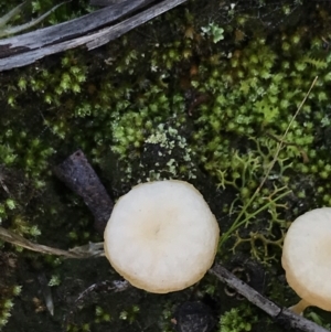 Lichenomphalia chromacea at Downer, ACT - 31 May 2021