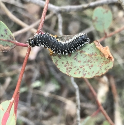 Perga sp. (genus) (Sawfly or Spitfire) at Black Mountain - 31 May 2021 by Tapirlord