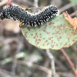 Perga sp. (genus) at Downer, ACT - 31 May 2021