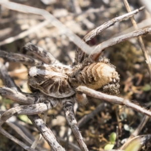 Tasmanicosa godeffroyi at Theodore, ACT - 28 Apr 2021 10:59 AM