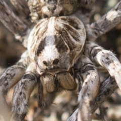 Tasmanicosa godeffroyi at Theodore, ACT - 28 Apr 2021 10:59 AM