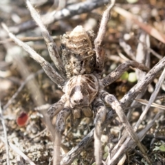 Tasmanicosa godeffroyi at Theodore, ACT - 28 Apr 2021 10:59 AM