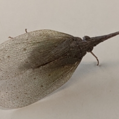 Rentinus dilatatus (Fulgorid planthopper) at Albury - 8 Jun 2021 by TrinityAnglicanCollege