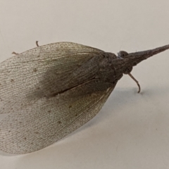 Rentinus dilatatus (Fulgorid planthopper) at Thurgoona, NSW - 8 Jun 2021 by TrinityAnglicanCollege