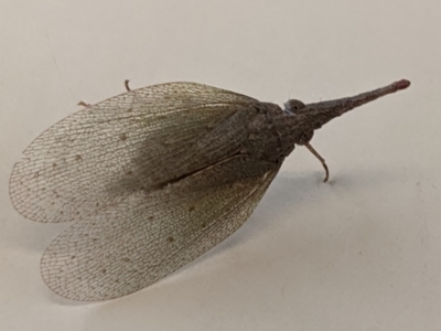 Rentinus dilatatus (Fulgorid planthopper) at Thurgoona, NSW - 8 Jun 2021 by TrinityAnglicanCollege