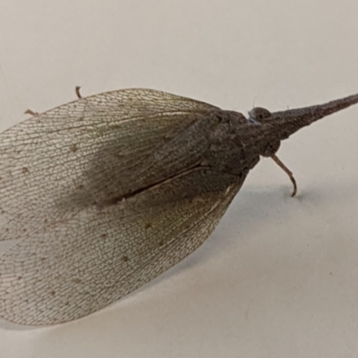 Rentinus dilatatus (Fulgorid planthopper) at Trinity Anglican College (Thurgoona Campus) - 8 Jun 2021 by TrinityAnglicanCollege