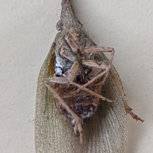 Rentinus dilatatus at Thurgoona, NSW - 8 Jun 2021