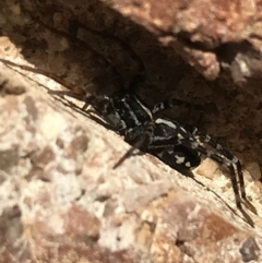 Nyssus coloripes (Spotted Ground Swift Spider) at Sullivans Creek, Lyneham South - 7 Jun 2021 by Tapirlord