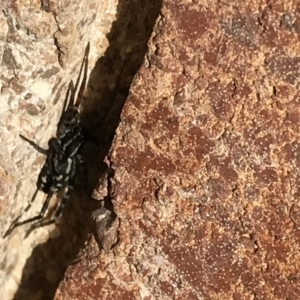 Nyssus coloripes at Lyneham, ACT - 7 Jun 2021