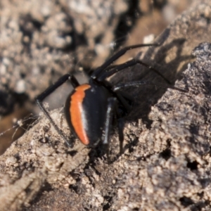 Latrodectus hasselti at Theodore, ACT - 28 Apr 2021