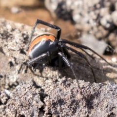 Latrodectus hasselti at Theodore, ACT - 28 Apr 2021 11:33 AM