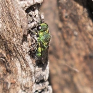 Chrysididae (family) at Theodore, ACT - 28 Apr 2021