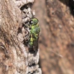 Chrysididae (family) (Cuckoo wasp or Emerald wasp) at Theodore, ACT - 28 Apr 2021 by AlisonMilton