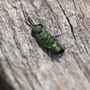 Chrysididae (family) at Theodore, ACT - 28 Apr 2021