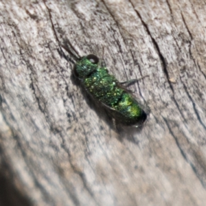 Chrysididae (family) at Theodore, ACT - 28 Apr 2021 11:45 AM