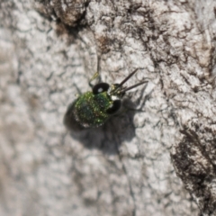 Chrysididae (family) at Theodore, ACT - 28 Apr 2021