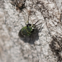 Chrysididae (family) at Theodore, ACT - 28 Apr 2021 11:45 AM