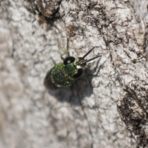 Chrysididae (family) at Theodore, ACT - 28 Apr 2021 11:45 AM