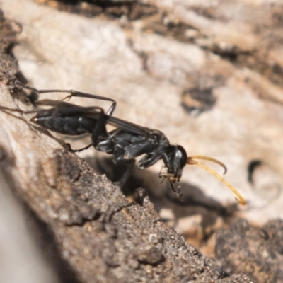 Pompilidae (family) (Unidentified Spider wasp) at Tuggeranong Hill - 28 Apr 2021 by AlisonMilton