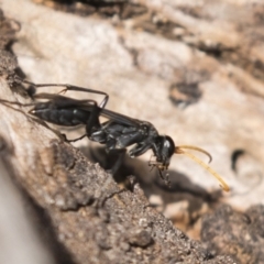 Pompilidae (family) (Unidentified Spider wasp) at Theodore, ACT - 28 Apr 2021 by AlisonMilton