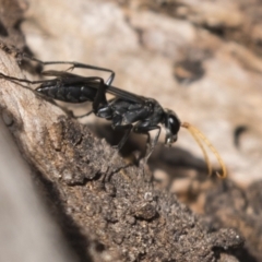 Pompilidae (family) at Theodore, ACT - 28 Apr 2021