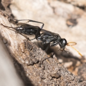 Pompilidae (family) at Theodore, ACT - 28 Apr 2021 11:50 AM