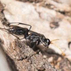 Pompilidae (family) at Theodore, ACT - 28 Apr 2021 11:50 AM