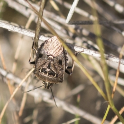 Cermatulus nasalis (Predatory shield bug, Glossy shield bug) at Theodore, ACT - 28 Apr 2021 by AlisonMilton