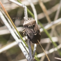 Cermatulus nasalis at Theodore, ACT - 28 Apr 2021 11:18 AM