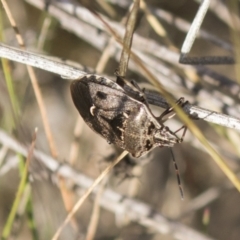 Cermatulus nasalis at Theodore, ACT - 28 Apr 2021 11:18 AM