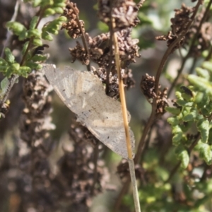 Scopula optivata at Theodore, ACT - 28 Apr 2021